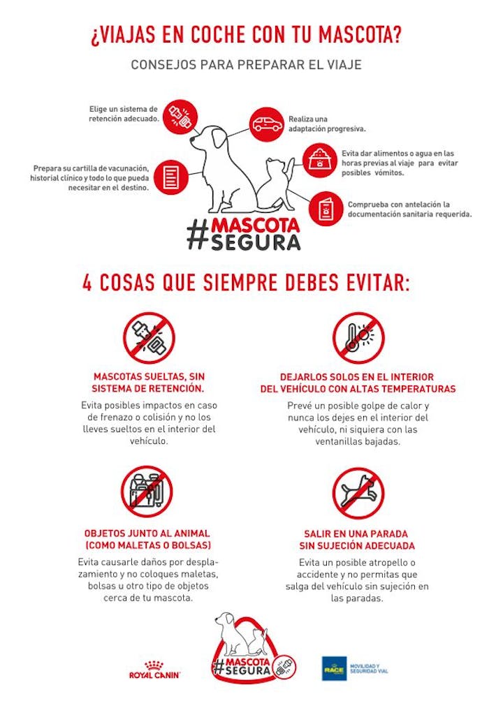 Consejos para viajar en coche con su mascota: sujeción, temperatura y paradas