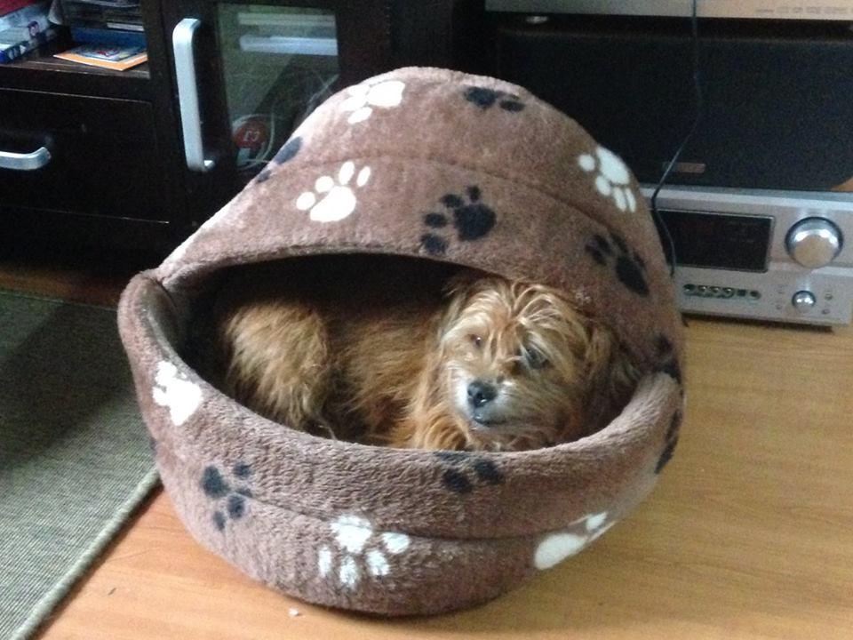 Katies Canine Comforts Dog Boarding Kennel