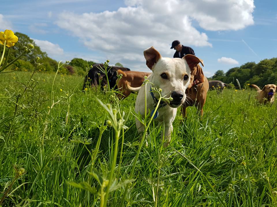 Pennwood HomeBoarding and Day Care Boarding Kennel