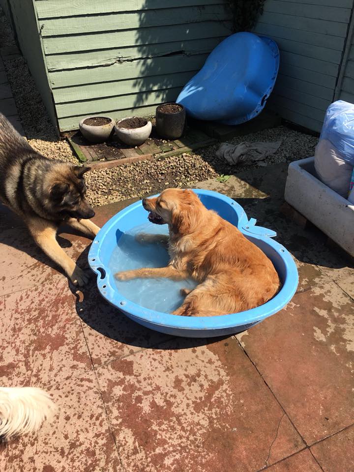 Harts and Hounds Boarding Kennel