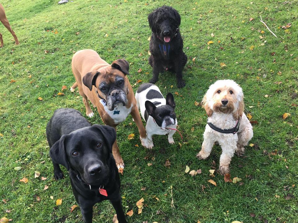 Bettys Buddies Boarding Kennel