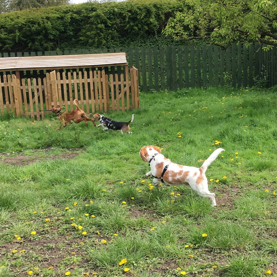 Photo of Bettys Buddies