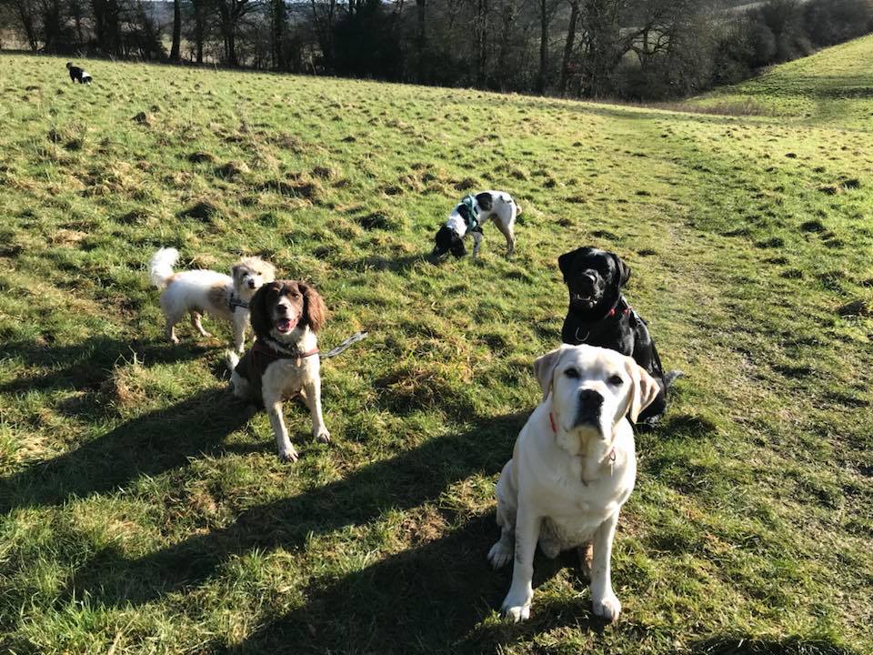 The Doggy Hotel and Bakery Boarding Kennel