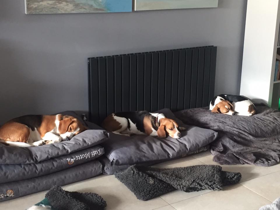 Catherines Doggy Care Boarding Kennel