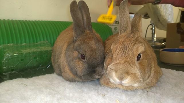 Bunny Manor Hotel Boarding Kennel