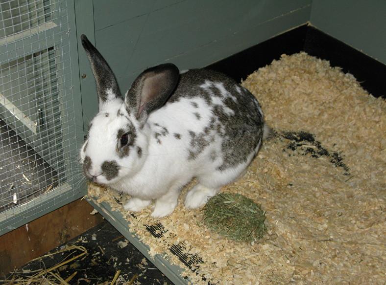 Photo of Bunny Manor Hotel
