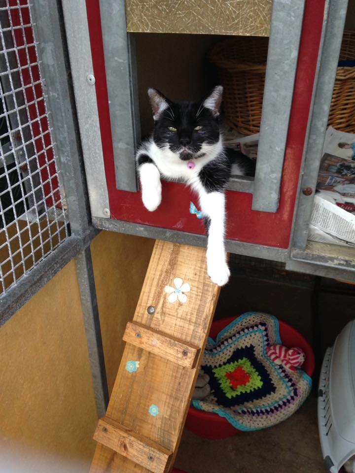 Abbots Leigh Boarding Kennel