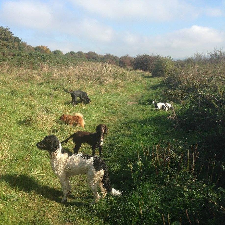 Happy Hounds Boarding Kennel