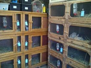 Larkfield Small Animal Boarding Bristol Boarding Kennel