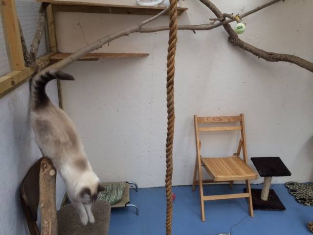 Harley Boarding Kennel