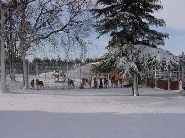 Osbourne Place Boarding Kennel