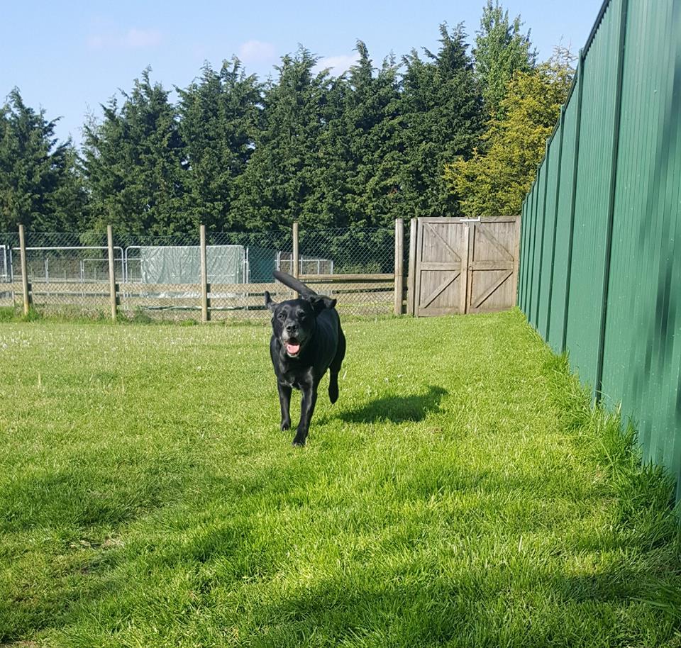 Ixworth Country Boarding Kennel