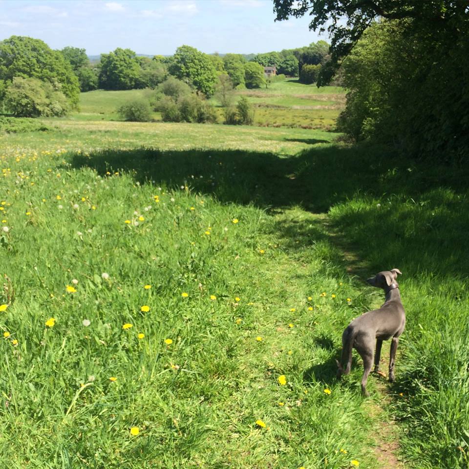 The Whippet Retreat Boarding Kennel