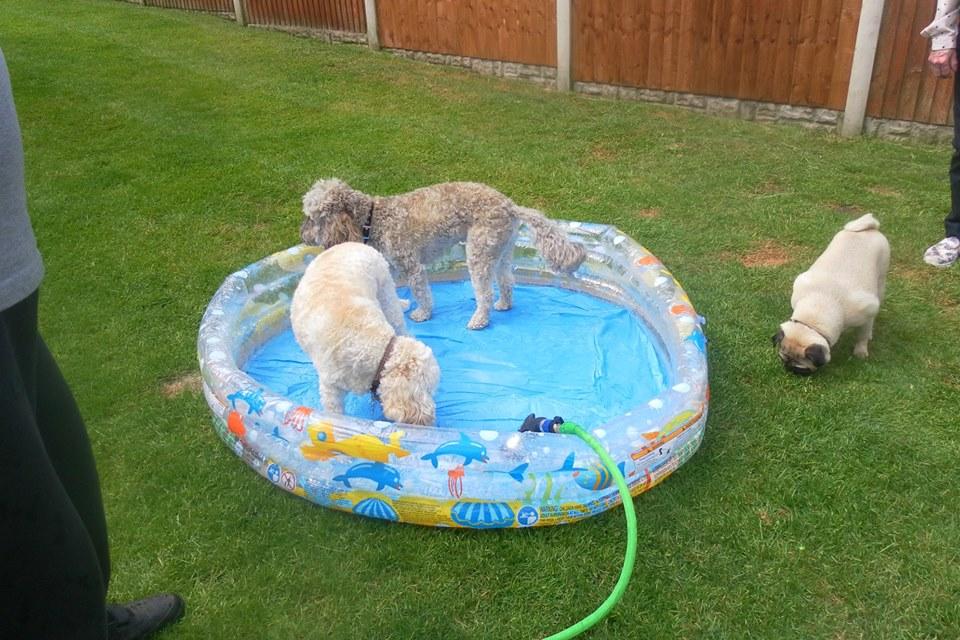 Hound Boarding Kennel