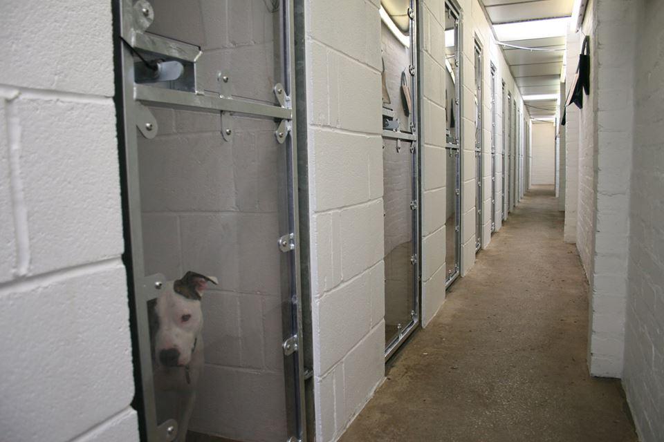 Warren Wood Boarding Kennel