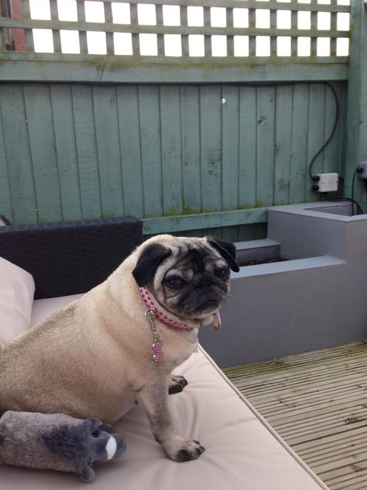 Ugly Pugly Boarding Kennel
