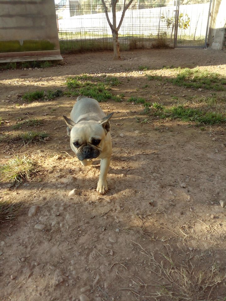 Residencia canina Idefix