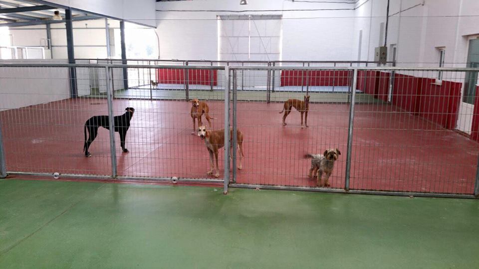 Foto de Mascotas suites