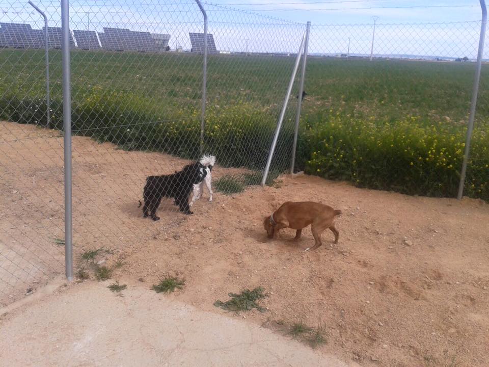 Foto de Mascotas suites