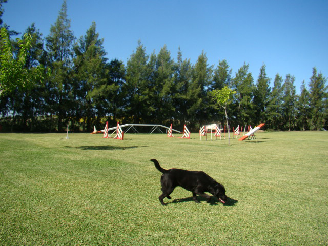 Residencia canina y felina Ruta plata