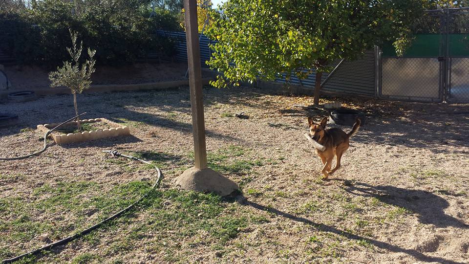 Residencia canina y felina Lidercan