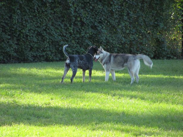 Residencia canina La Conca