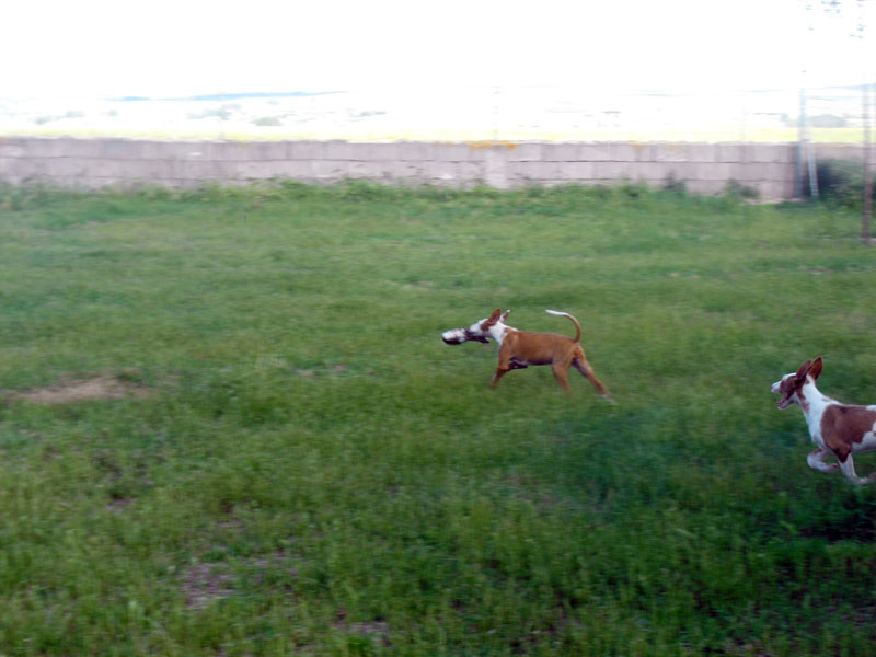 Residencia canina De la sierra de avila