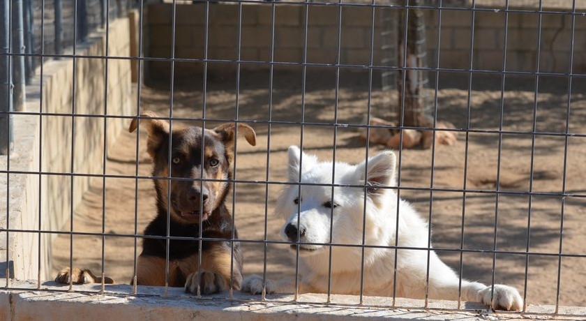 Residencia canina y felina Granja La Luna