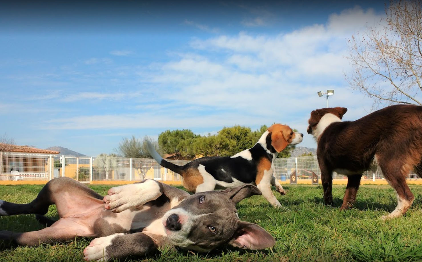 Residencia canina y felina Mediterranea