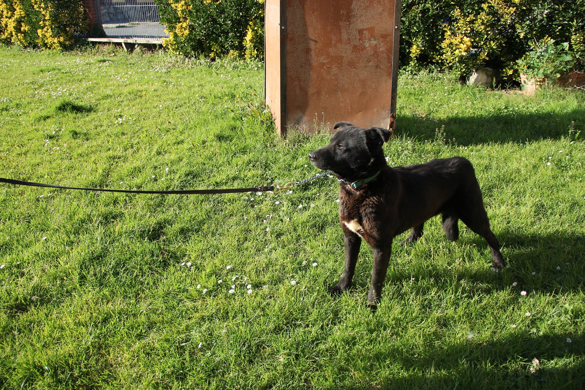 Residencia canina y felina La casa del perro