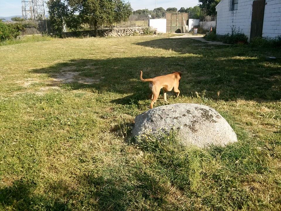 Residencia canina El Cerrolén