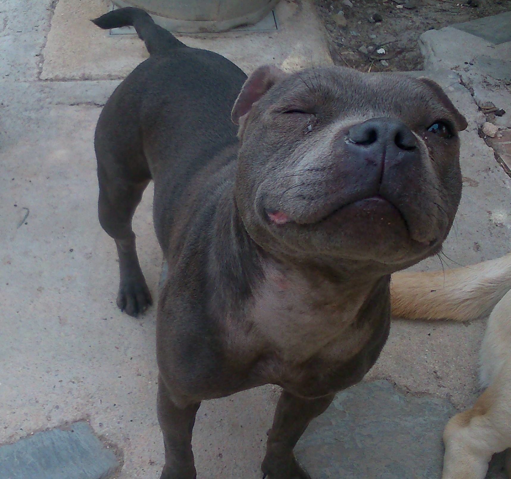 Residencia canina Jasmi