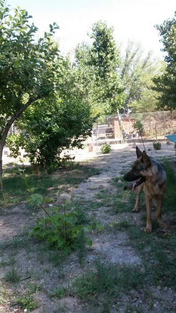Residencia canina y felina Riverside House