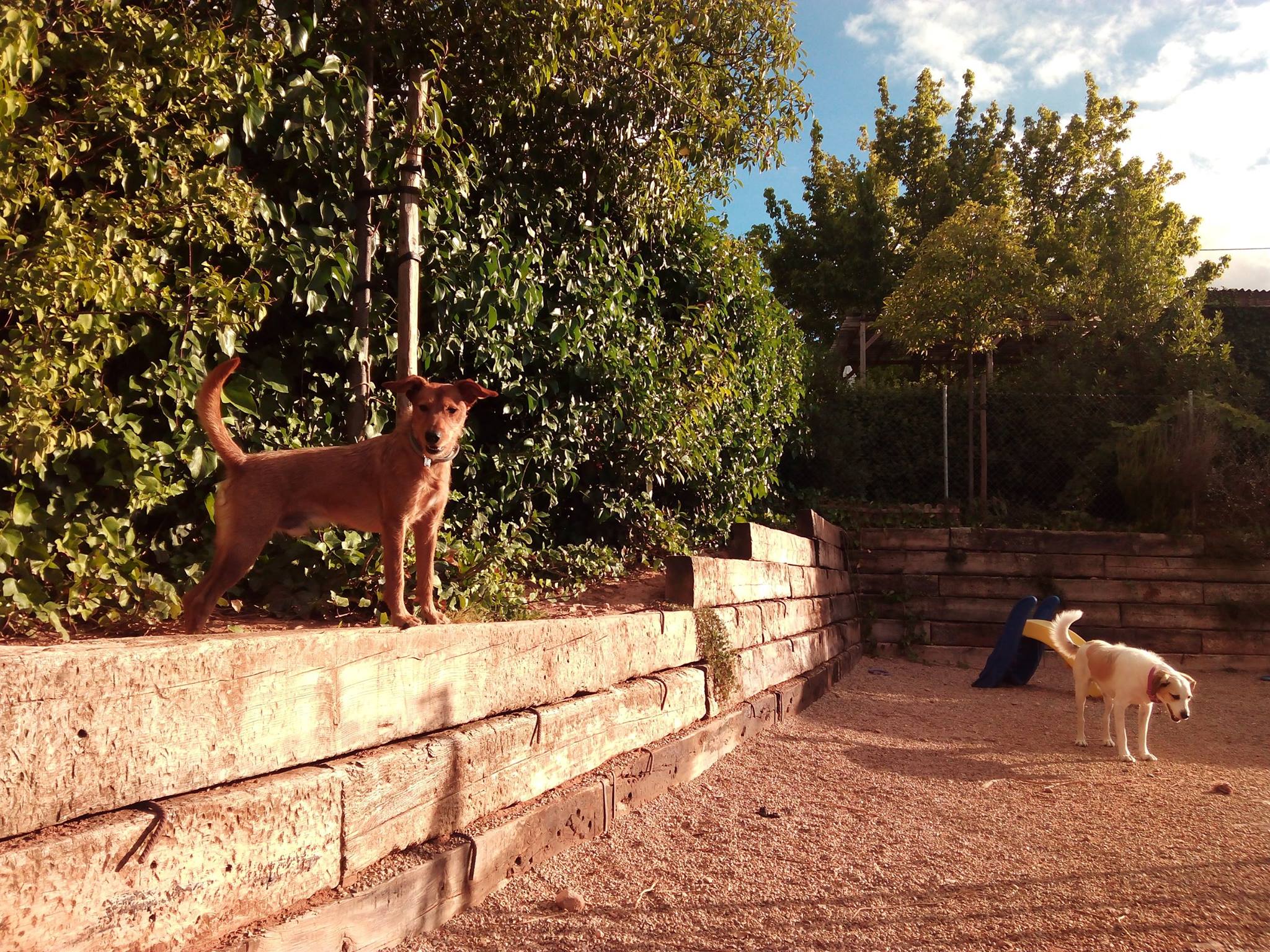 Residencia canina y felina Peludos