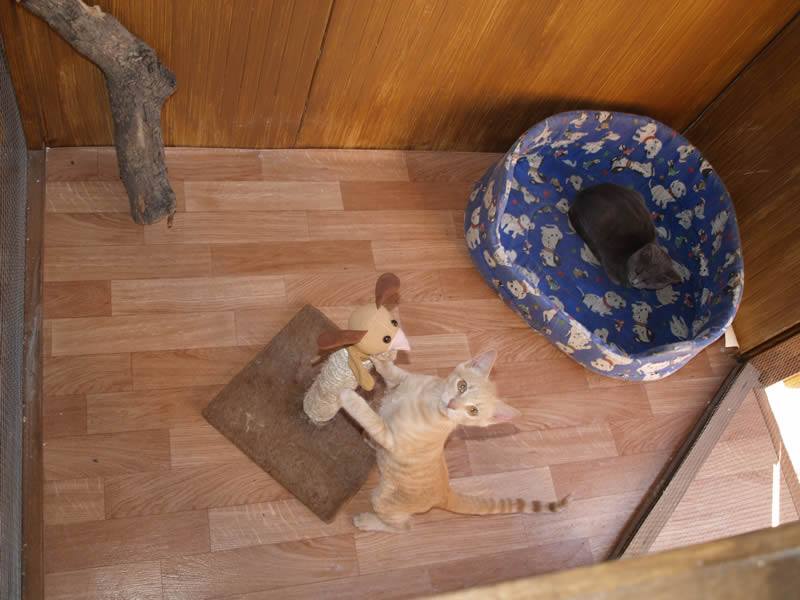 Residencia canina y felina Oasis