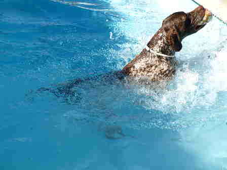 Residencia canina El Nido