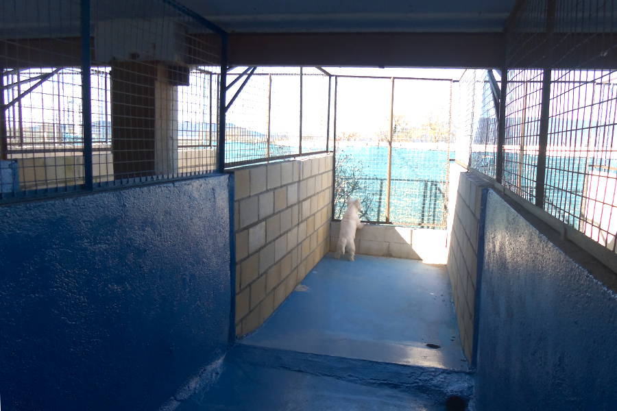 Residencia canina y felina Ariñez