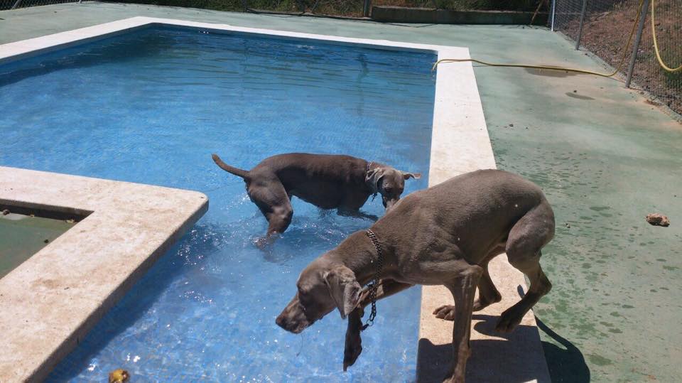 Residencia canina y felina La Sentiu