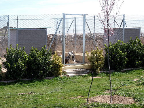 Residencia canina Sierracan
