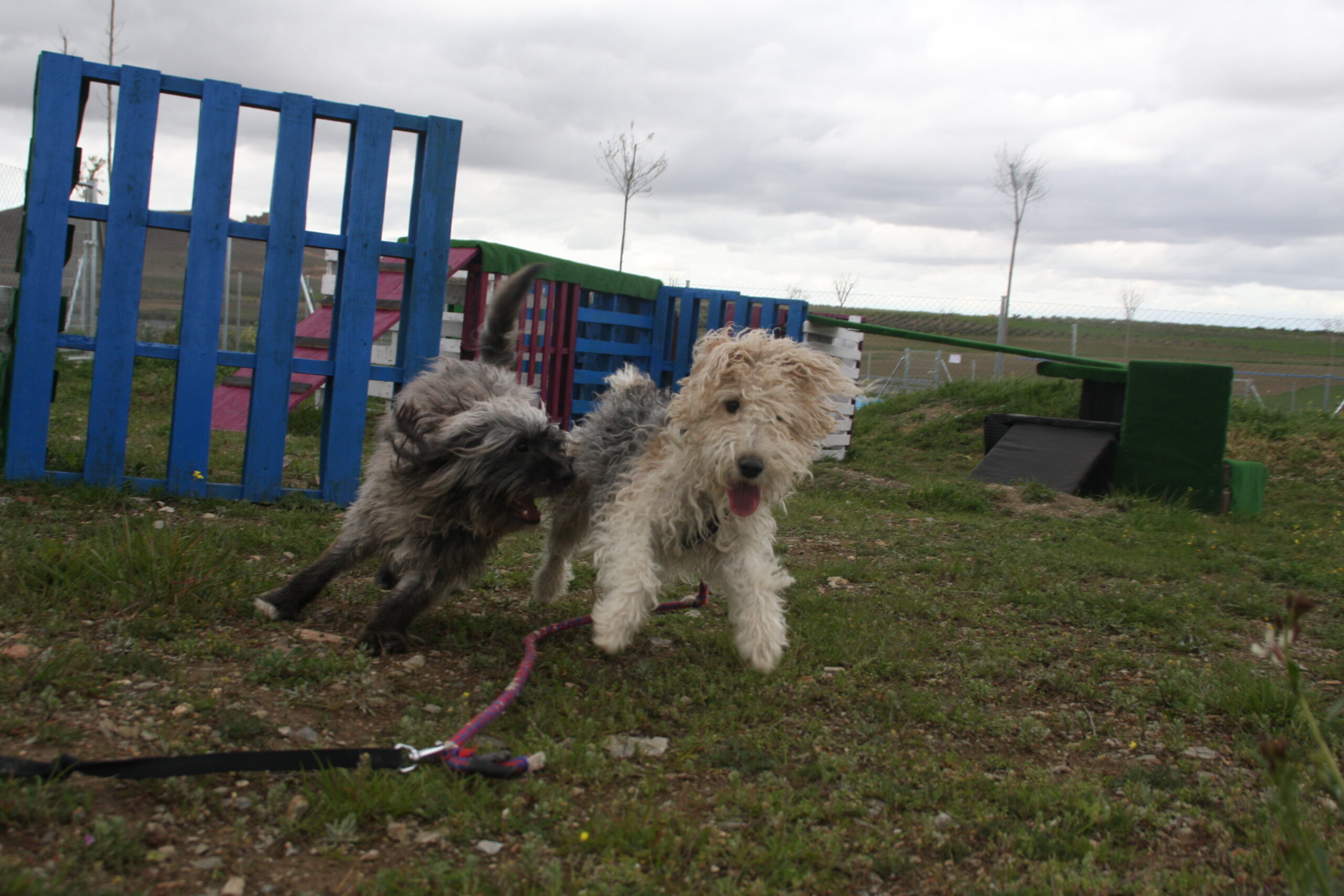 Residencia canina Territorio canino