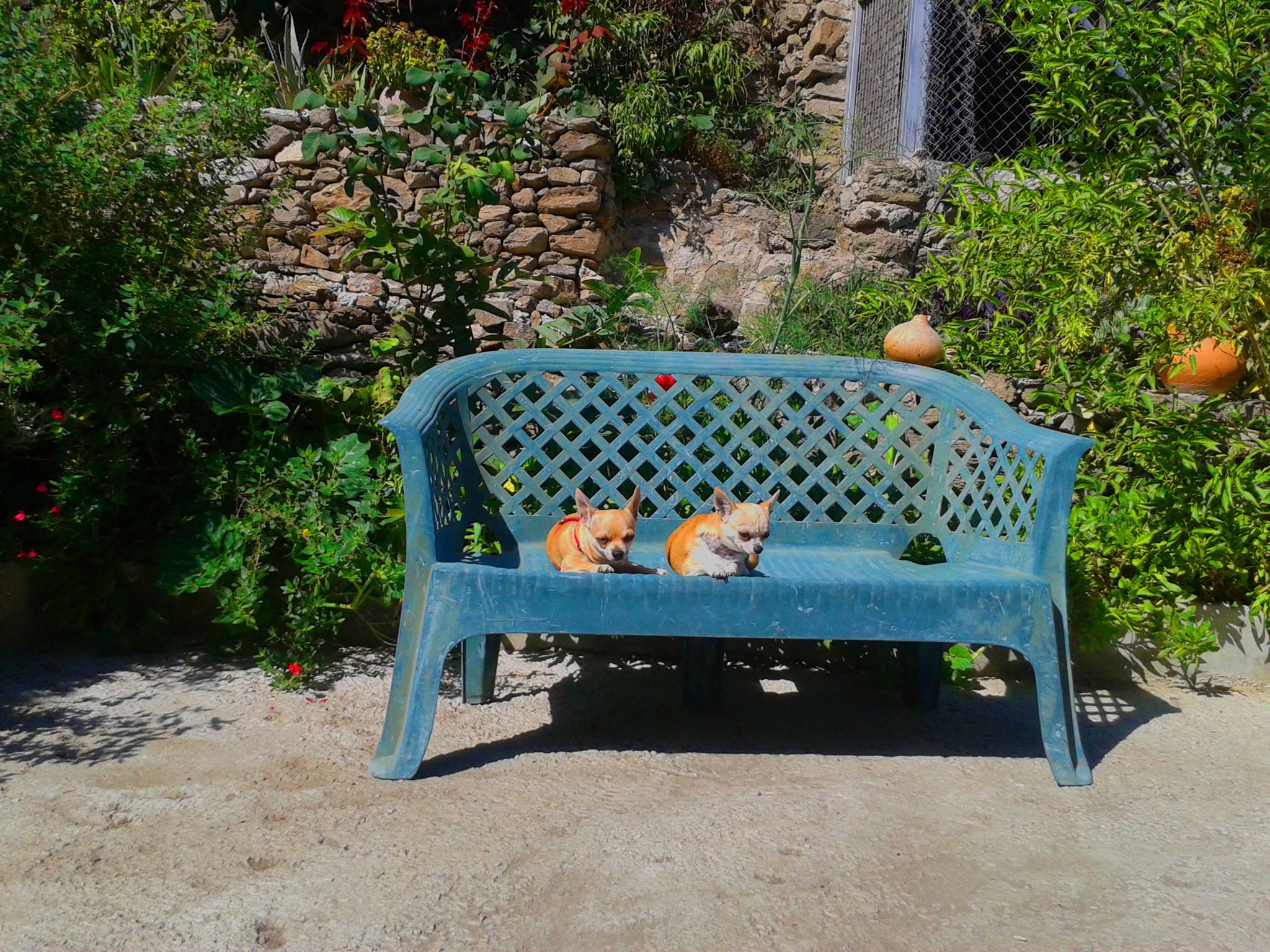 Residencia canina y felina Raza hotel