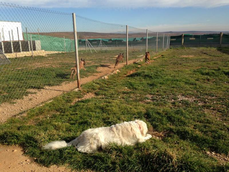 Foto de Como en tu casa let's go kennel
