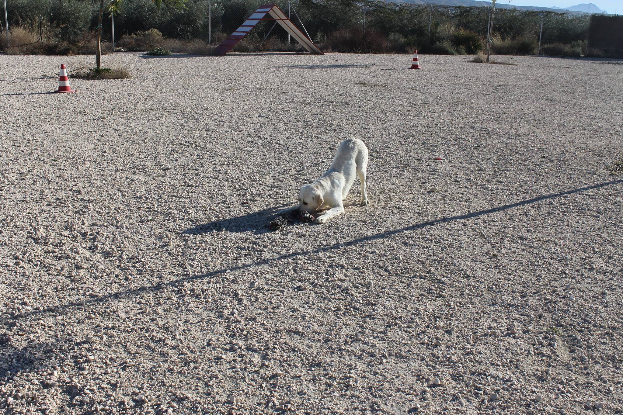 Residencia canina Huellas