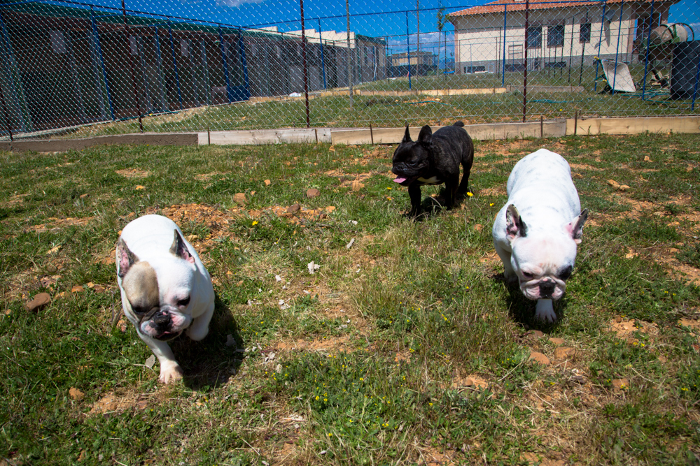 Residencia canina y felina Rivendel
