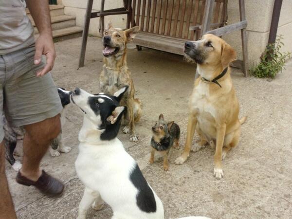 Residencia canina O meu caron