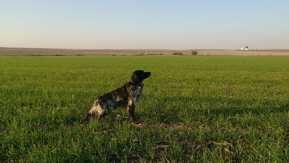 Residencia canina y felina Brecoluz