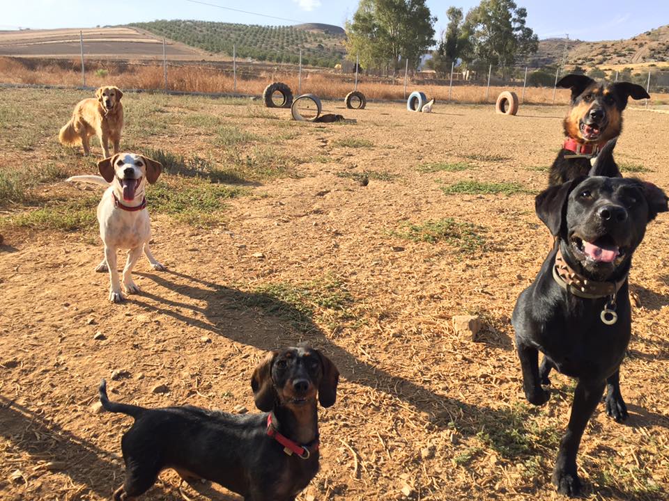 Residencia canina La casita
