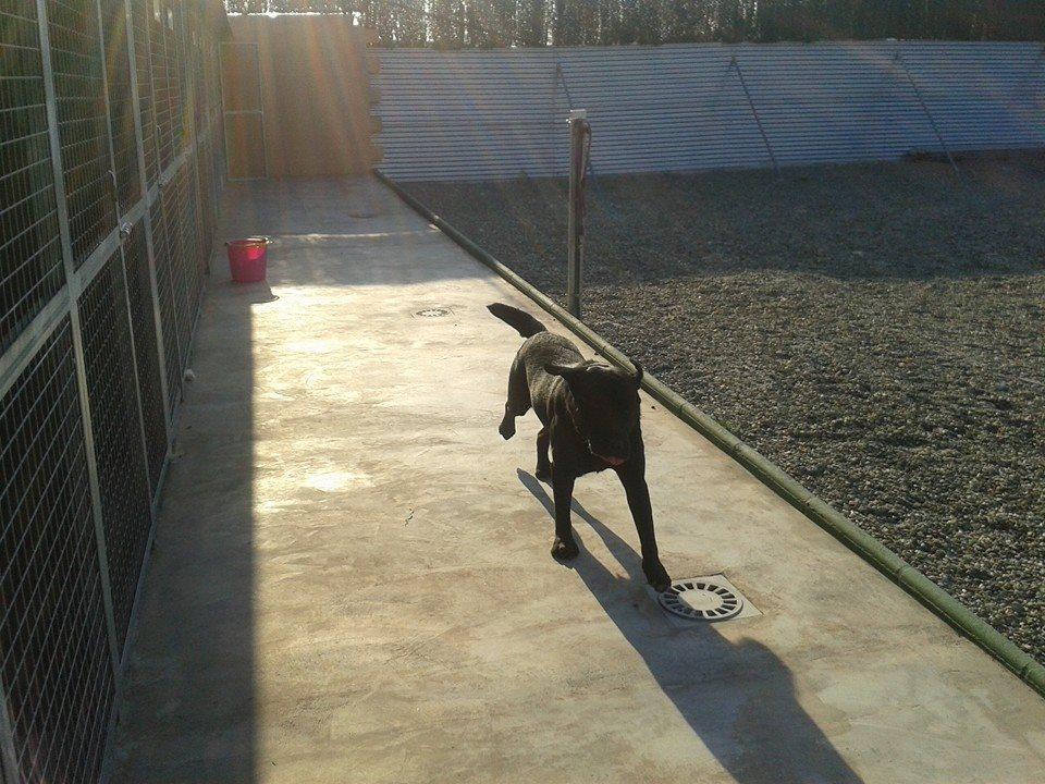 Residencia canina Unican