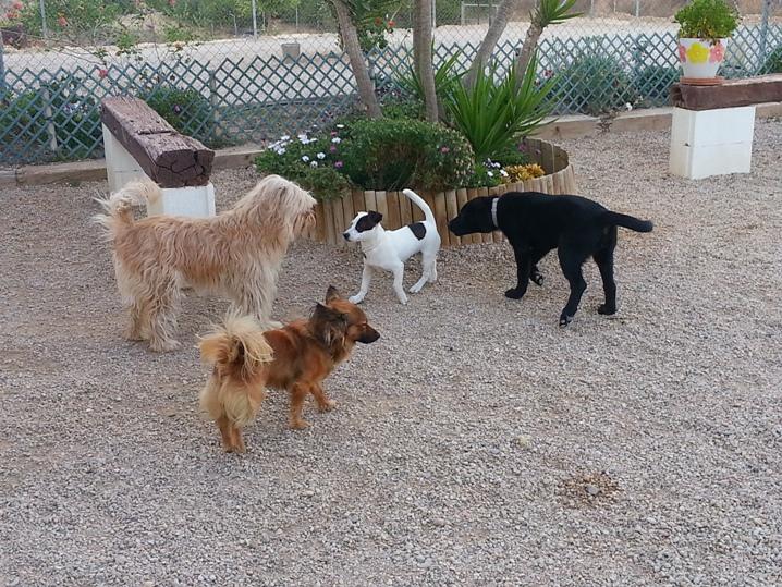 Residencia canina La finca