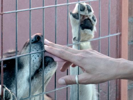 Residencia canina Fanycan